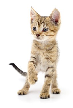 Beyaz zemin üzerinde kedi yavrusu.