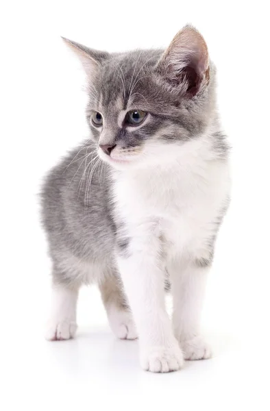 Kitten op witte achtergrond. — Stockfoto