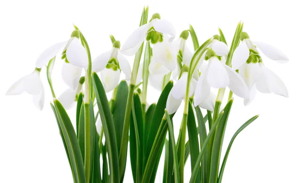 Sněženky (galanthus nivalis) na bílém pozadí — Stock fotografie