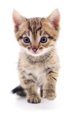 Beyaz zemin üzerinde kedi yavrusu.