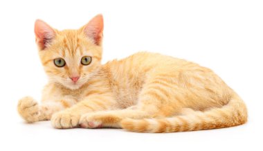 Beyaz zemin üzerinde kedi yavrusu.