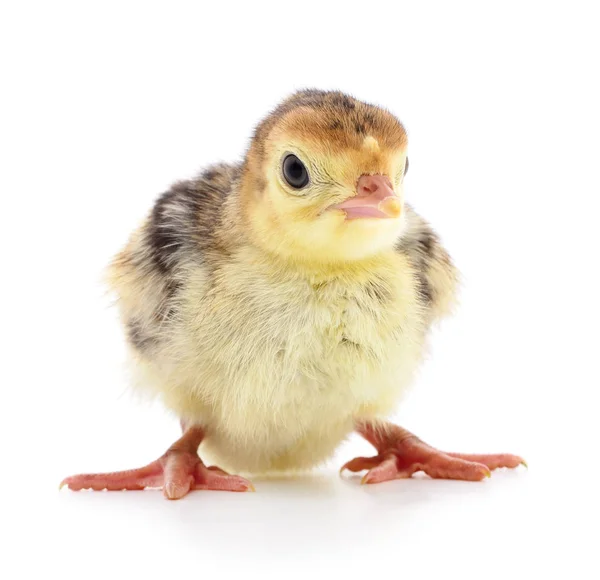 Peru de galinha isolado — Fotografia de Stock
