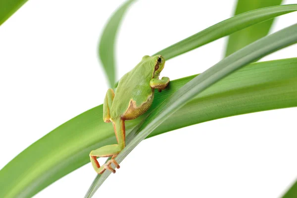 葉の上に座っているカエル — ストック写真