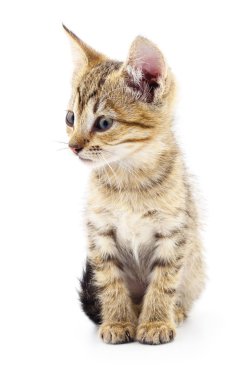 Beyaz zemin üzerinde kedi yavrusu.