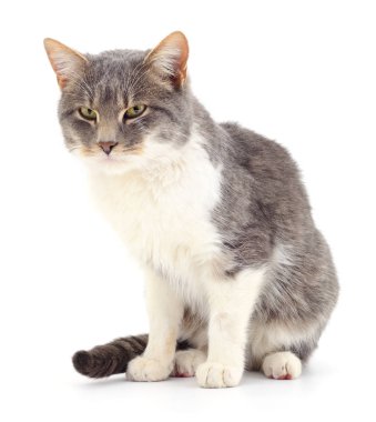 Beyaz arka plandaki kedi