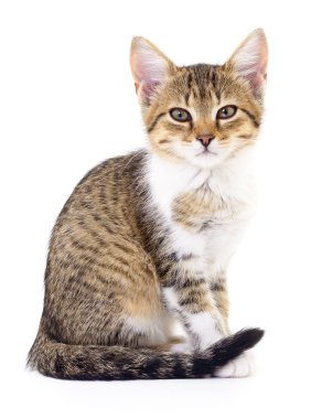 Beyaz zemin üzerinde kedi yavrusu.