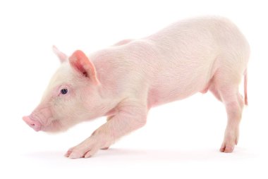 Beyaz üzerinde domuz