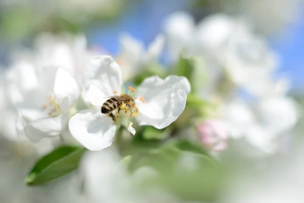 Ape da miele e fiori bianchi — Foto Stock