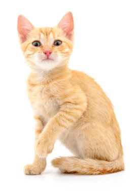 Beyaz zemin üzerinde kedi yavrusu.