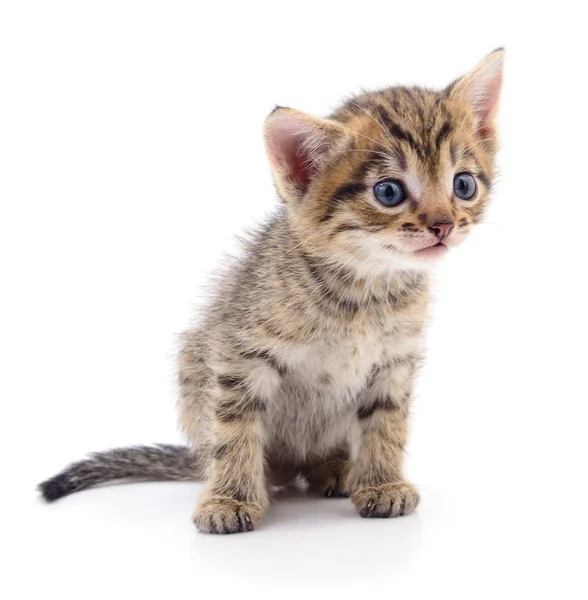 Kitten op witte achtergrond. — Stockfoto