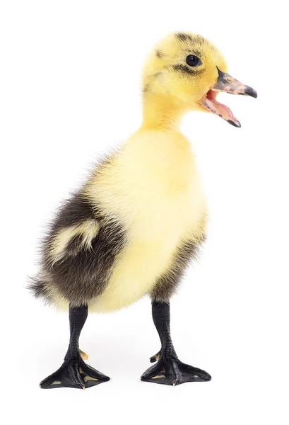 Een geel duckling — Stockfoto
