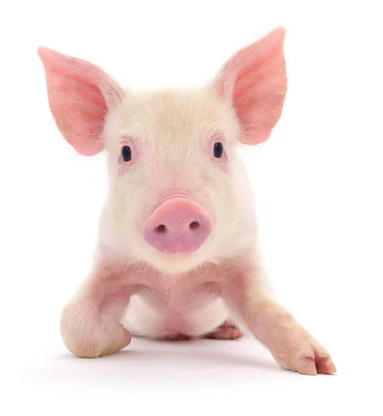 Pig on white — Stock Photo, Image