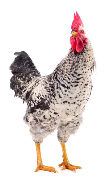 Gray young rooster. — Stock Photo, Image