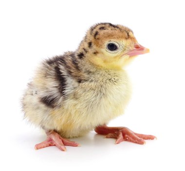 İzole tavuk Türkiye