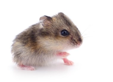 Küçük yerli hamster.