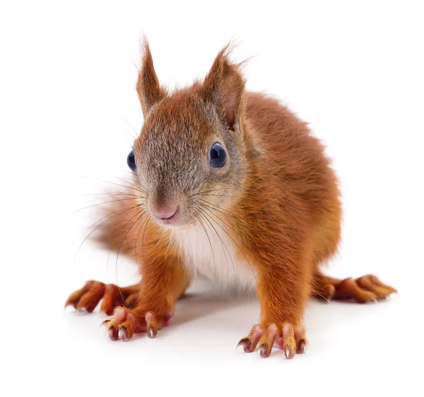 Ardilla roja euroasiática . — Foto de Stock