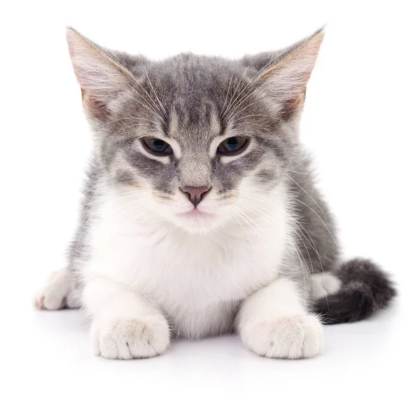 Gattino su sfondo bianco. — Foto Stock