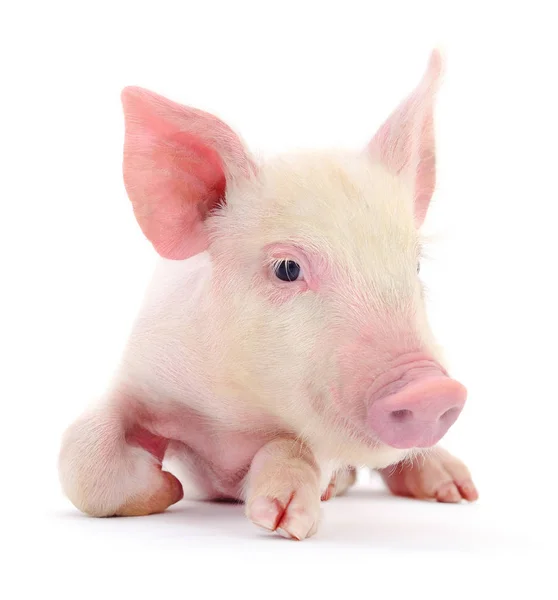 Pig on white — Stock Photo, Image