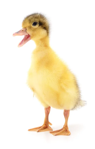 One yellow duckling — Stock Photo, Image