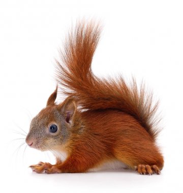 Avrasya Kızıl sincap.