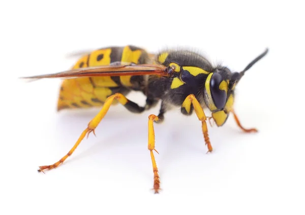 Wasp isolated on white. — Stock Photo, Image