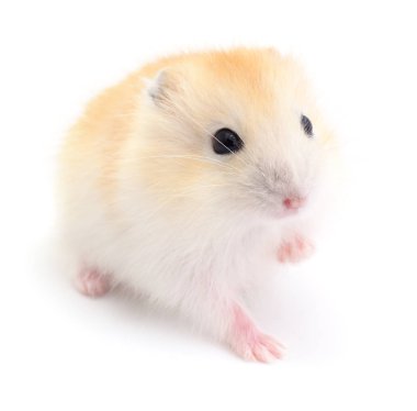 Küçük yerli hamster.