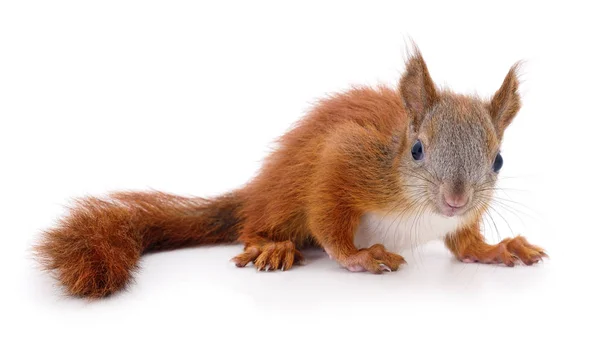 Euraziatische rode eekhoorn. — Stockfoto