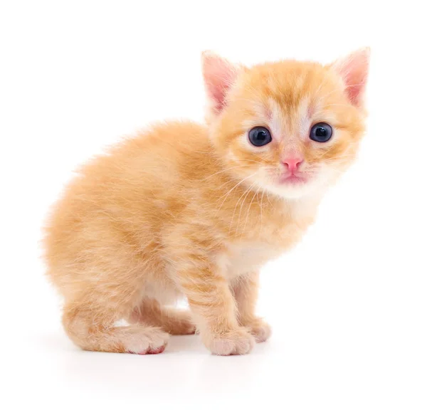 Kitten on white background. — Stock Photo, Image