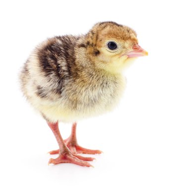 İzole tavuk Türkiye