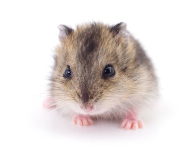 Küçük yerli hamster.