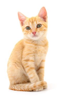 Beyaz zemin üzerinde kedi yavrusu.