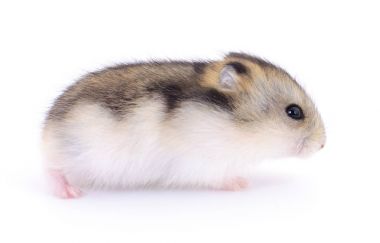 Küçük yerli hamster.