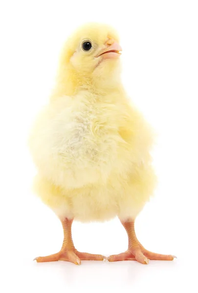 Pollo amarillo pequeño —  Fotos de Stock