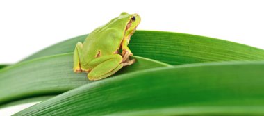 Yaprağın üzerinde oturan kurbağa.