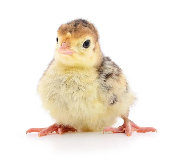 Chicken turkey isolated — Stock Photo, Image