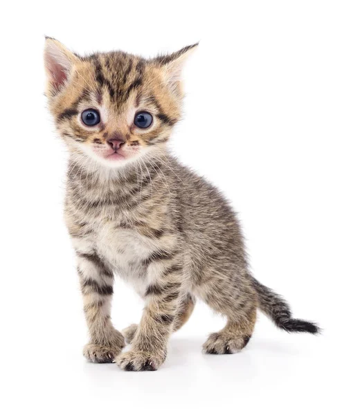 Gatinho no fundo branco. — Fotografia de Stock