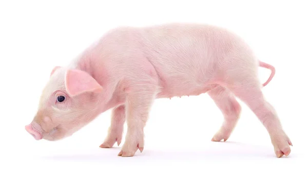 Porco em branco — Fotografia de Stock