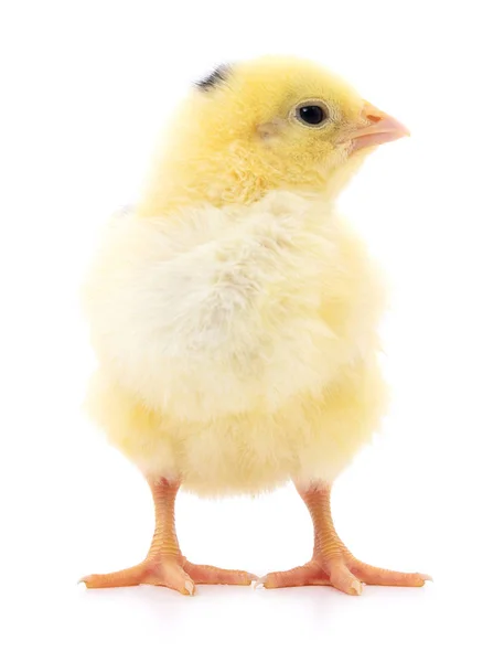 Pollo amarillo pequeño —  Fotos de Stock