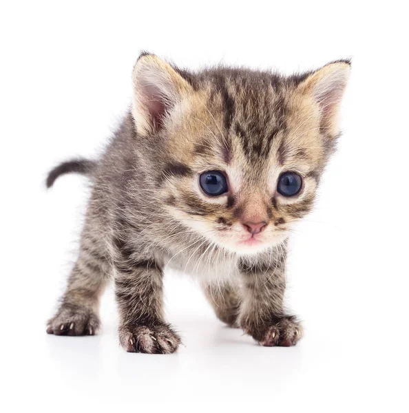 Kitten on white background.