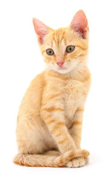 Kitten op witte achtergrond. — Stockfoto