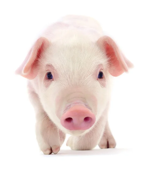 Pig on white — Stock Photo, Image