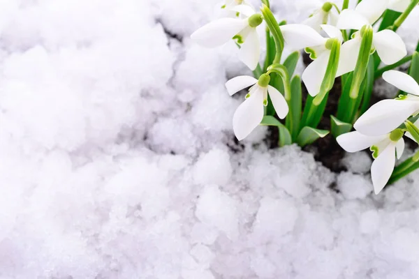 Snowdrop and Snow. — Stock Photo, Image