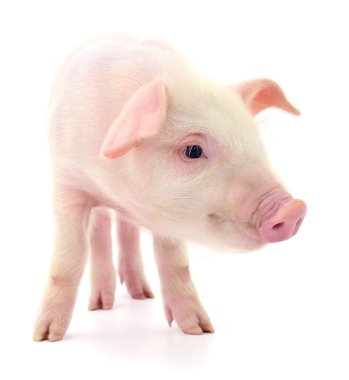 Beyaz üzerinde domuz