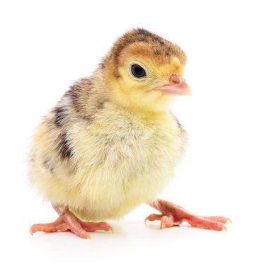 İzole tavuk Türkiye