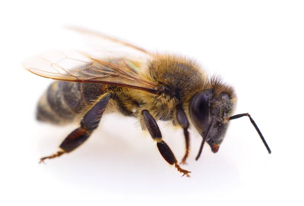 Honigbiene auf Weiß. — Stockfoto