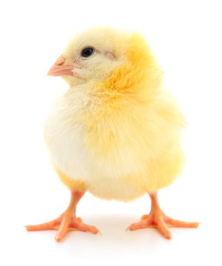 küçük sarı tavuk 