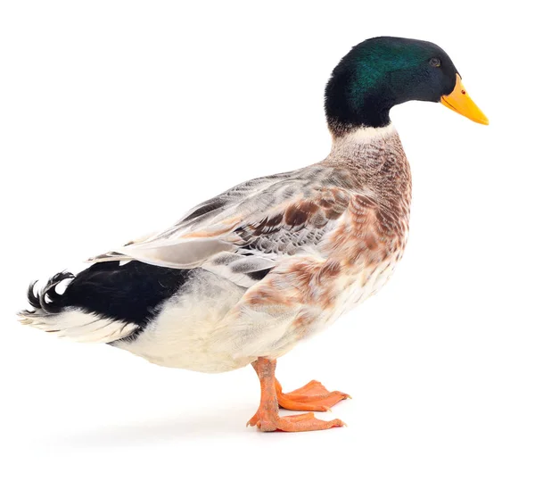 Canard brun sur blanc . — Photo