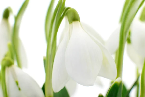 흰색 바탕에 snowdrops (Galanthus nivalis) — 스톡 사진