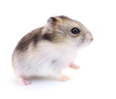 Küçük yerli hamster.