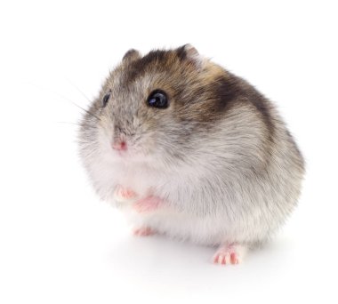 Küçük yerli hamster.